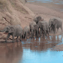 African Elephant