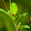 unknown ladybug