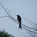 Black drongo