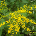 Goldenrod