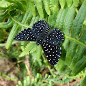 Starry Night Metalmark
