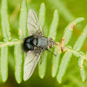 Fly