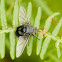 Fly