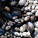 Barnacles and Blue Mussels