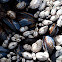 Barnacles and Blue Mussels