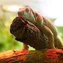 IGUANA