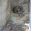 Clouded Leopard