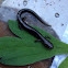 Northern slimy salamander