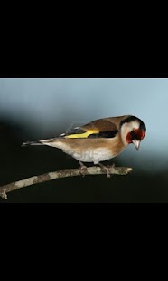 How to get APRENDIZAJE NOVELLA 2 1.0 unlimited apk for android