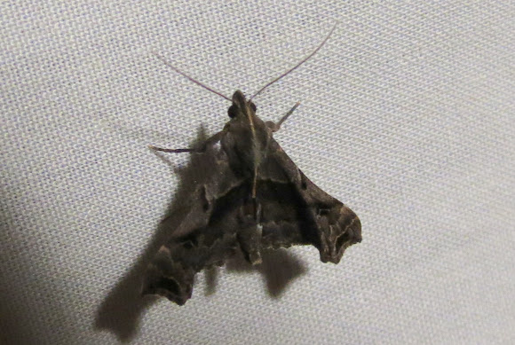 Spotting Image 1