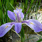 Blue Flag Iris