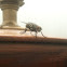 Fly