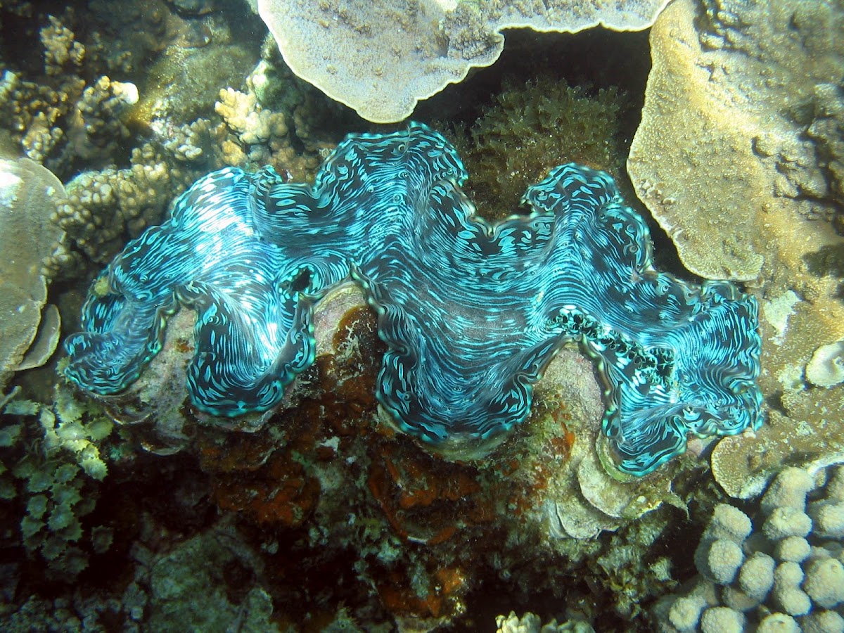 Giant Clam