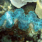 Giant Clam