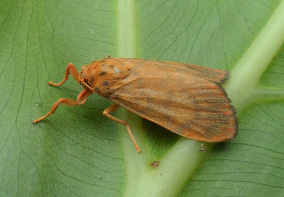 Spotting Image 1