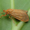 Footmen Moth