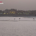 Greater Flamingo