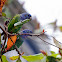 Blue-headed Parrot