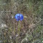 Cornflower