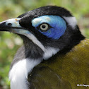 Blue-faced Honeyeater Family