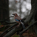 gaai (Garrulus glandarius)