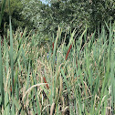 grote lisdodde (Typha latifolia)