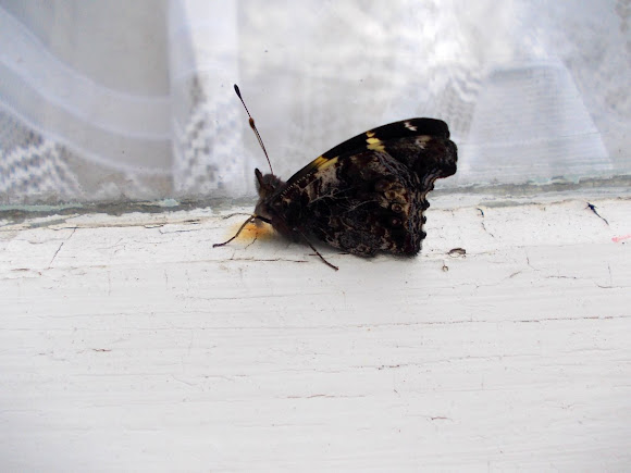 Spotting Image 1