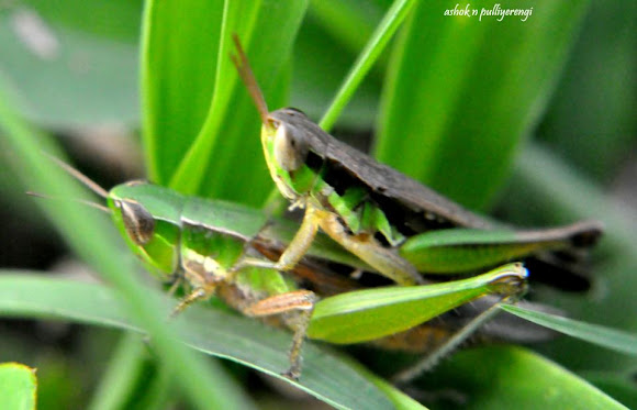 Spotting Image 1