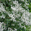 Water Parsnip