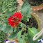 Gerber daisy, Transvaal daisy, Barberton daisy daisy
