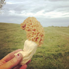 Yellow morel