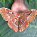 Atlas Moth
