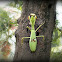 Argentine white-crested Mantis.