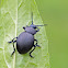 Bloody-nosed beetle or Crache-sang or Tatzenkäfer