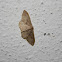 Idaea eugeniata