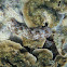 Sea Cucumber