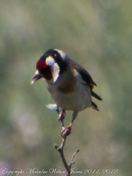 Spotting Image 1
