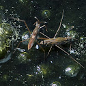 Water Strider