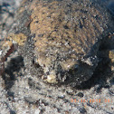 Eastern narrowmouth toad