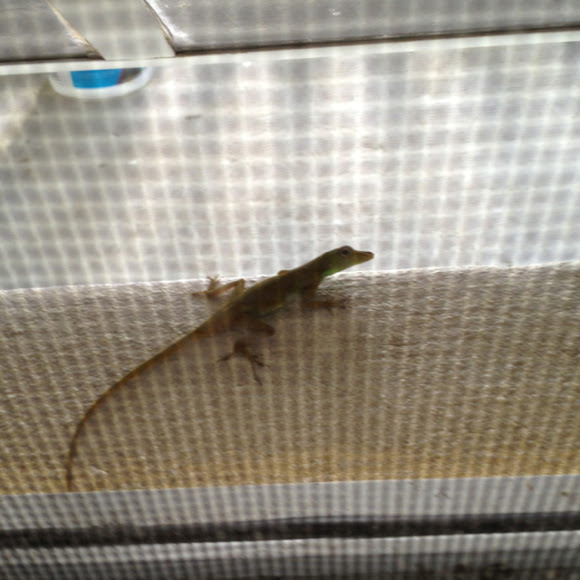 Spotting Image 1