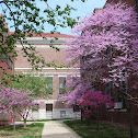 Eastern redbud
