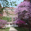 Eastern redbud