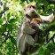 Eastern Red Colobus
