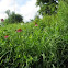 Purple Coneflower and Big Bluestem