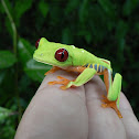 Tree frog