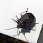 Yellow-spotted Gum Tree Shield Bug