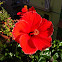 Hibiscus