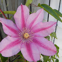 Clematis