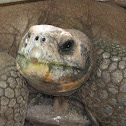 Galapagos Tortoise