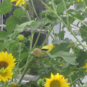 American Goldfinch